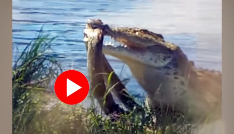 অজগরের শরীরে দাঁত বসিয়ে দিলো এক কুমির: শুরু হলো দুই হিংস্র সরীসৃপের লড়াই! 2