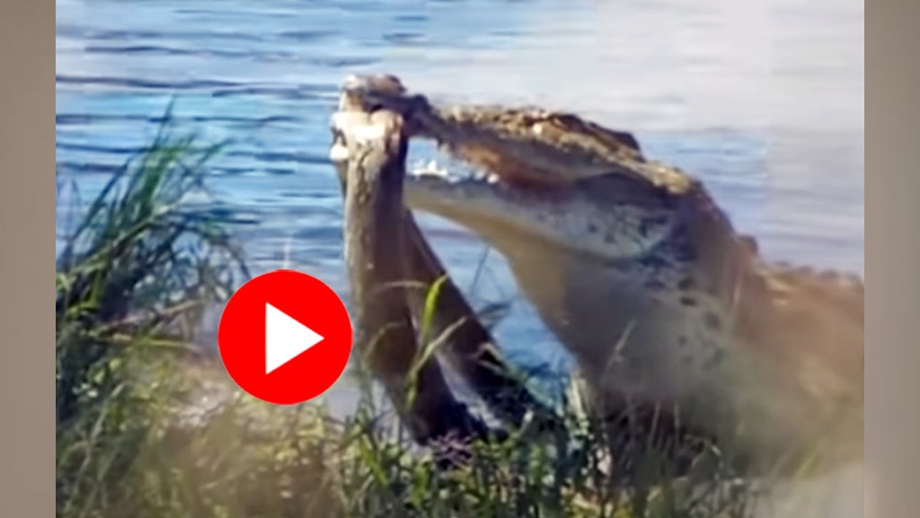 অজগরের শরীরে দাঁত বসিয়ে দিলো এক কুমির: শুরু হলো দুই হিংস্র সরীসৃপের লড়াই! 1