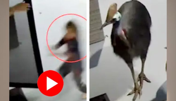 তাড়া করলো বিশ্বের ‘সবচেয়ে বিপজ্জনক’ পাখি: কোনও ক্রমে রক্ষা পেলেন মা-ছেলে! 19