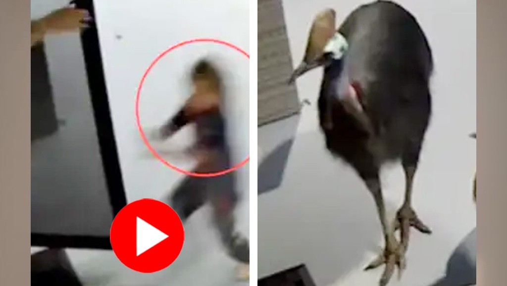 তাড়া করলো বিশ্বের ‘সবচেয়ে বিপজ্জনক’ পাখি: কোনও ক্রমে রক্ষা পেলেন মা-ছেলে! 18