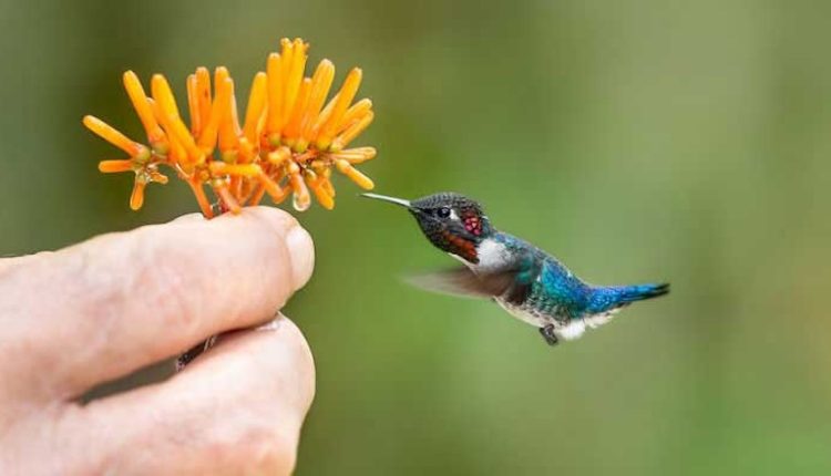 যে পাখি উড়ন্ত অবস্থাতেই পাড়ে ডিম: মাটিতে পড়ার আগেই বাচ্চা ফুটে! 1 যে পাখি উড়ন্ত অবস্থাতেই পাড়ে ডিম: মাটিতে পড়ার আগেই বাচ্চা ফুটে! 1