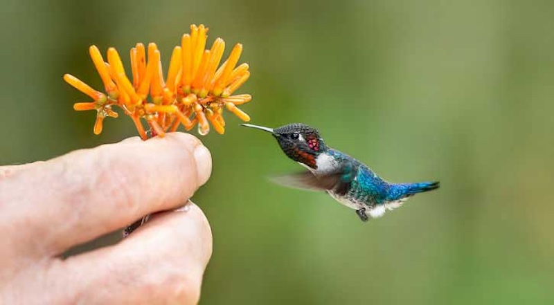 যে পাখি উড়ন্ত অবস্থাতেই পাড়ে ডিম: মাটিতে পড়ার আগেই বাচ্চা ফুটে! 1