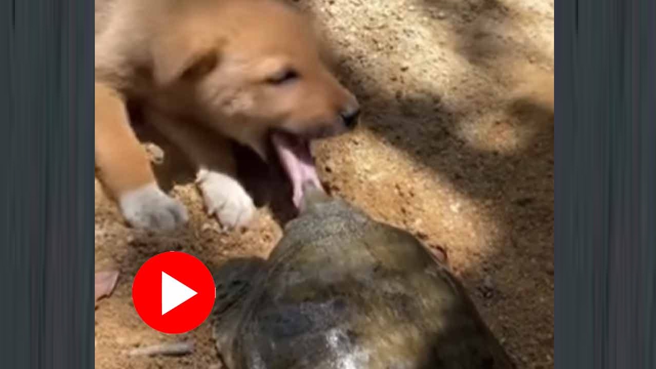 কুকুরছানার জিভ কামড়ে ধরলো এক কচ্ছপ! 1