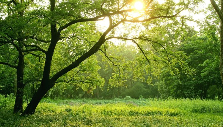 প্রকৃতি সব সময়ই আমাদের মোহিত করে 1 প্রকৃতি সব সময়ই আমাদের মোহিত করে 1