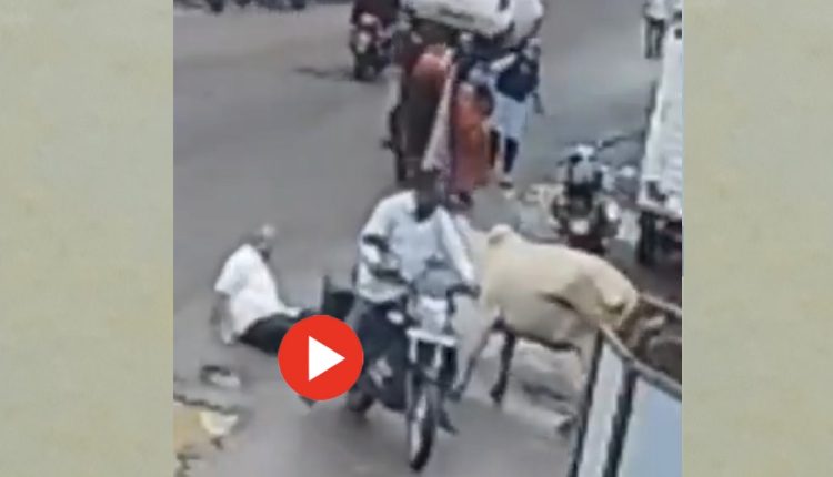 দুই গরুর কাণ্ড দেখে হতভম্ব নেটদুনিয়া! [ভিডিও] 1