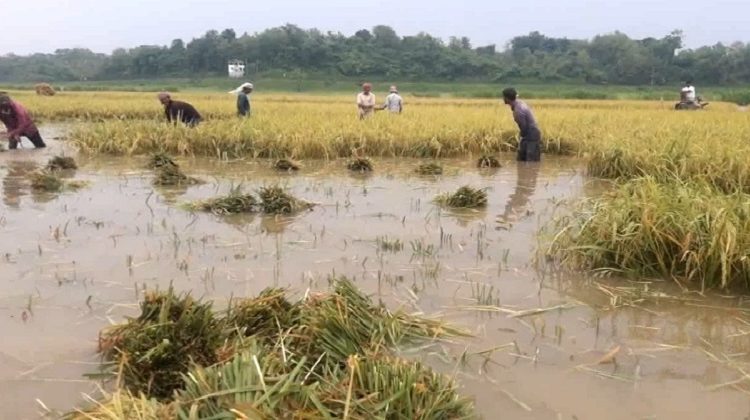 বর্ষার পানি ও কৃষক 9