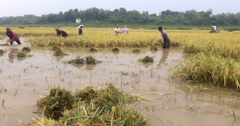 বর্ষার পানি ও কৃষক 8