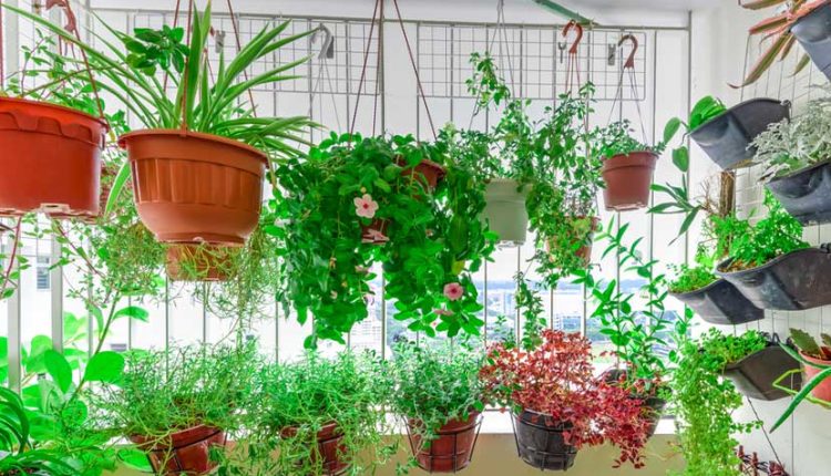 বারান্দায় যে গাছ রাখলে মশা ঢুকবে না ঘরে 1 বারান্দায় যে গাছ রাখলে মশা ঢুকবে না ঘরে 1