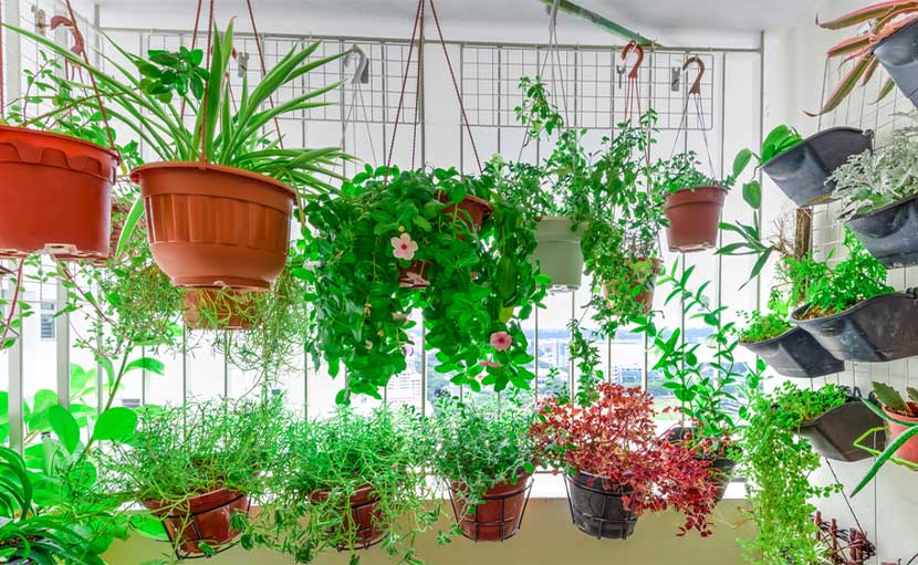 বারান্দায় যে গাছ রাখলে মশা ঢুকবে না ঘরে 1