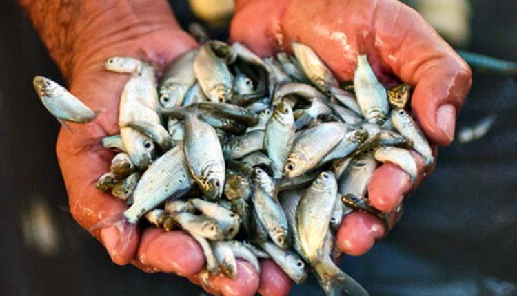 ছোট মাছ খেলে পাওয়া যাবে হরেক উপকার 1 ছোট মাছ খেলে পাওয়া যাবে হরেক উপকার 1