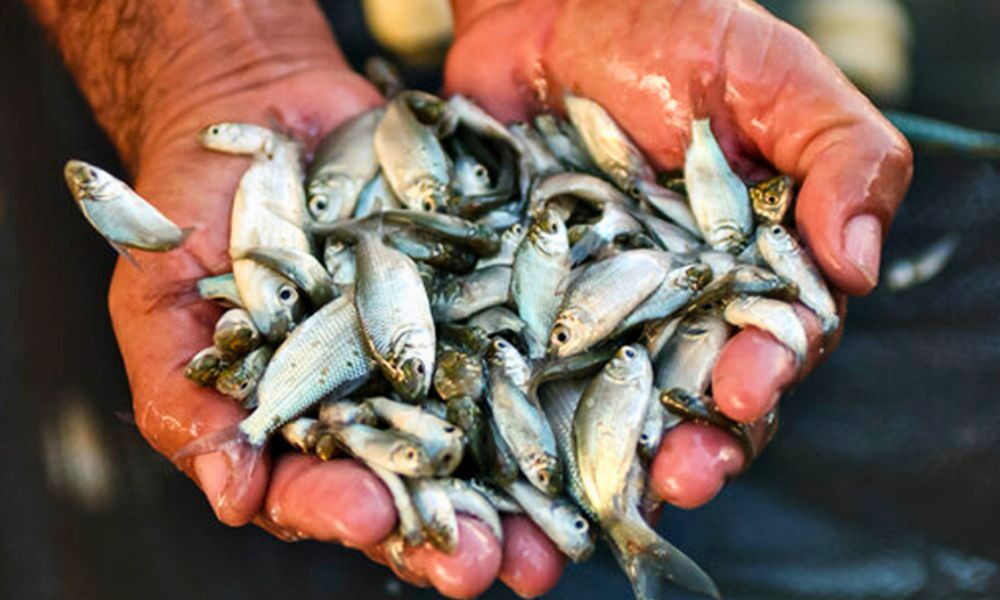 ছোট মাছ খেলে পাওয়া যাবে হরেক উপকার 7