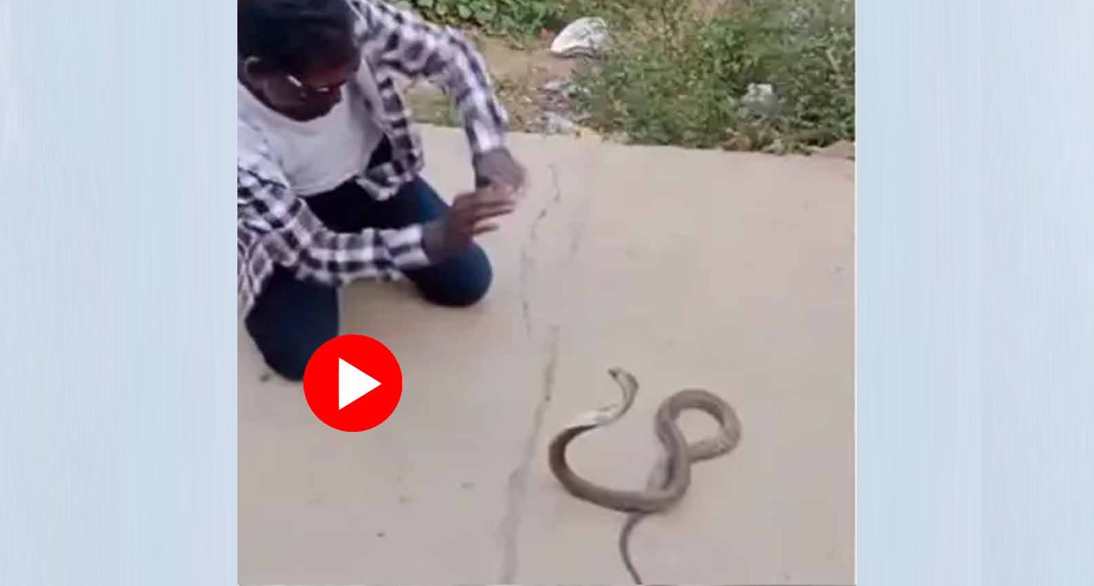 দিগ্বিদিক জ্ঞানশূন্য হয়ে বিষাক্ত গোখরোর সামনে ‘নাগিন ডান্স’: ভয়ঙ্কর পরিণতি যুবকের! 1