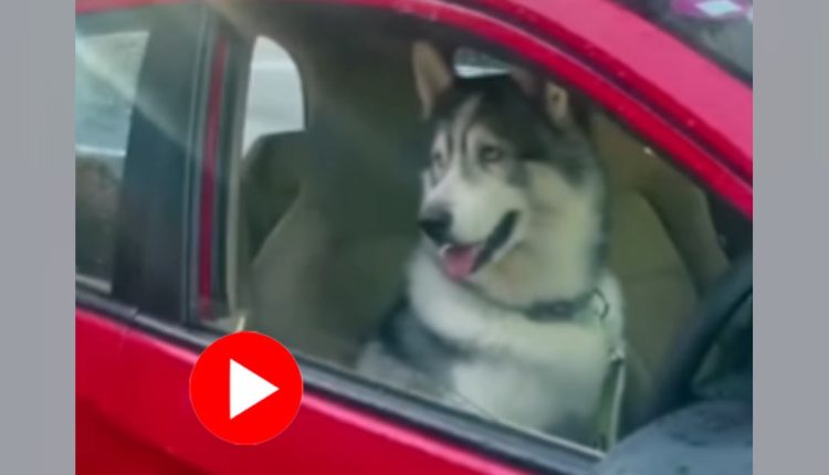 মাঝরাস্তায় থমকে গেলো মুম্বইয়ের ট্রাফিক! চালকের আসনে শারমেয়! 1 মাঝরাস্তায় থমকে গেলো মুম্বইয়ের ট্রাফিক! চালকের আসনে শারমেয়! 1