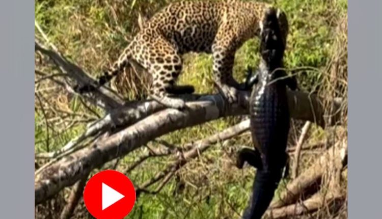 কুমিরের ঘাড়ে কামড়ে ধরে গাছে চড়লো জাগুয়ার! 11