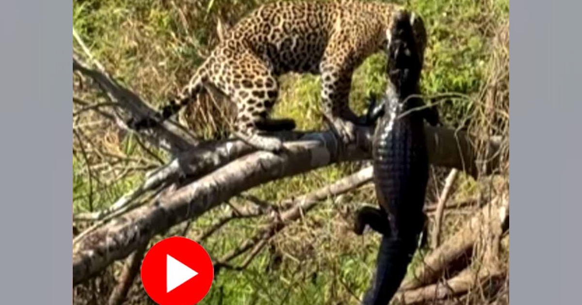 কুমিরের ঘাড়ে কামড়ে ধরে গাছে চড়লো জাগুয়ার! 10