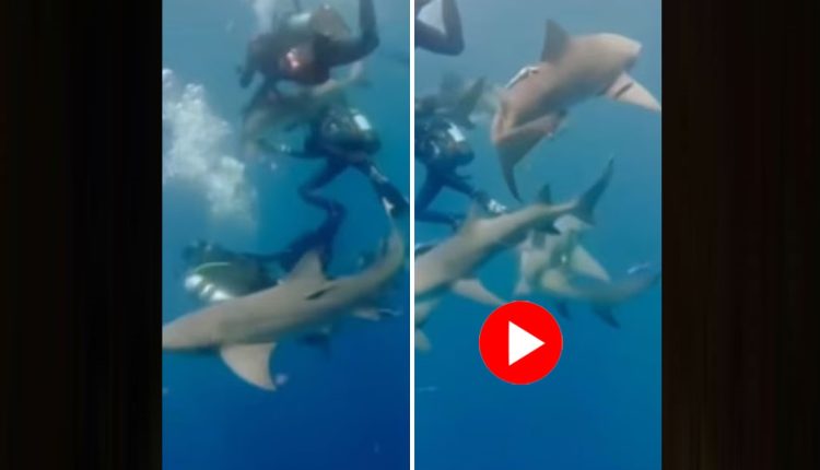 সমুদ্রে নামার পরই হাঙরের দলের কামড়ে ক্ষতবিক্ষত যুবকের শরীর! 1 সমুদ্রে নামার পরই হাঙরের দলের কামড়ে ক্ষতবিক্ষত যুবকের শরীর! 1