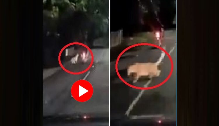 বাইক আরোহীর উপর ঝাঁপ চিতাবাঘের: অল্পের জন্য প্রাণ রক্ষা তরুণের! 1 বাইক আরোহীর উপর ঝাঁপ চিতাবাঘের: অল্পের জন্য প্রাণ রক্ষা তরুণের! 1