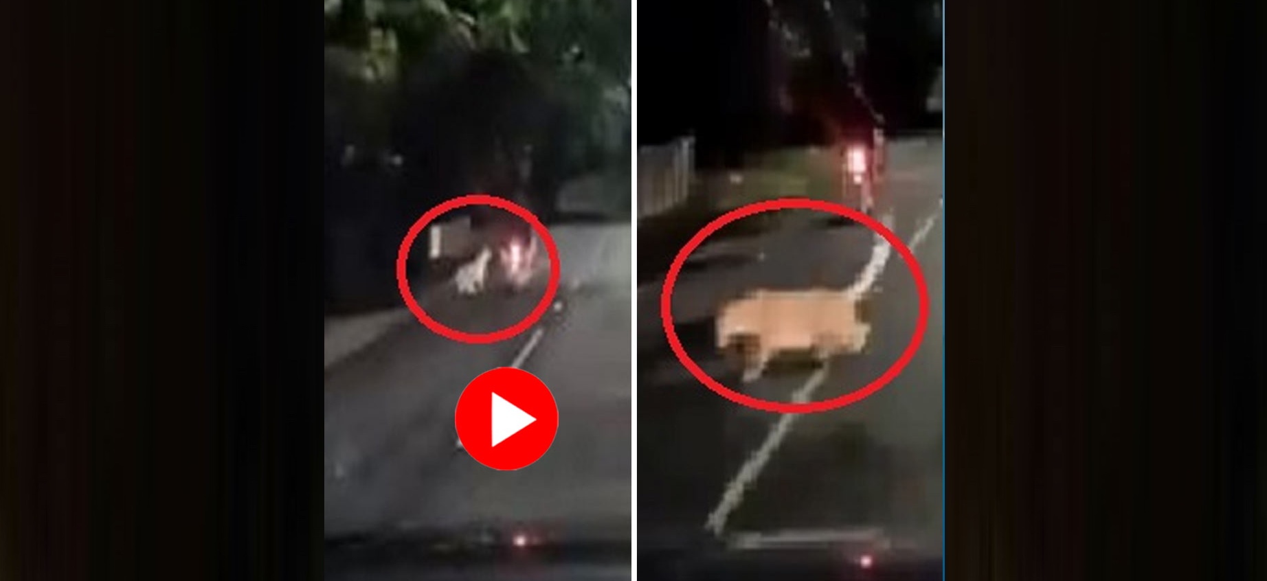 বাইক আরোহীর উপর ঝাঁপ চিতাবাঘের: অল্পের জন্য প্রাণ রক্ষা তরুণের! 4