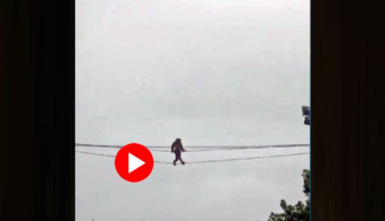 মানুষের মতো দু’পায়ে দাঁড়িয়ে বিদ্যুতের তার ধরে হেঁটে যাচ্ছে বাঁদর! 1 মানুষের মতো দু’পায়ে দাঁড়িয়ে বিদ্যুতের তার ধরে হেঁটে যাচ্ছে বাঁদর! 1