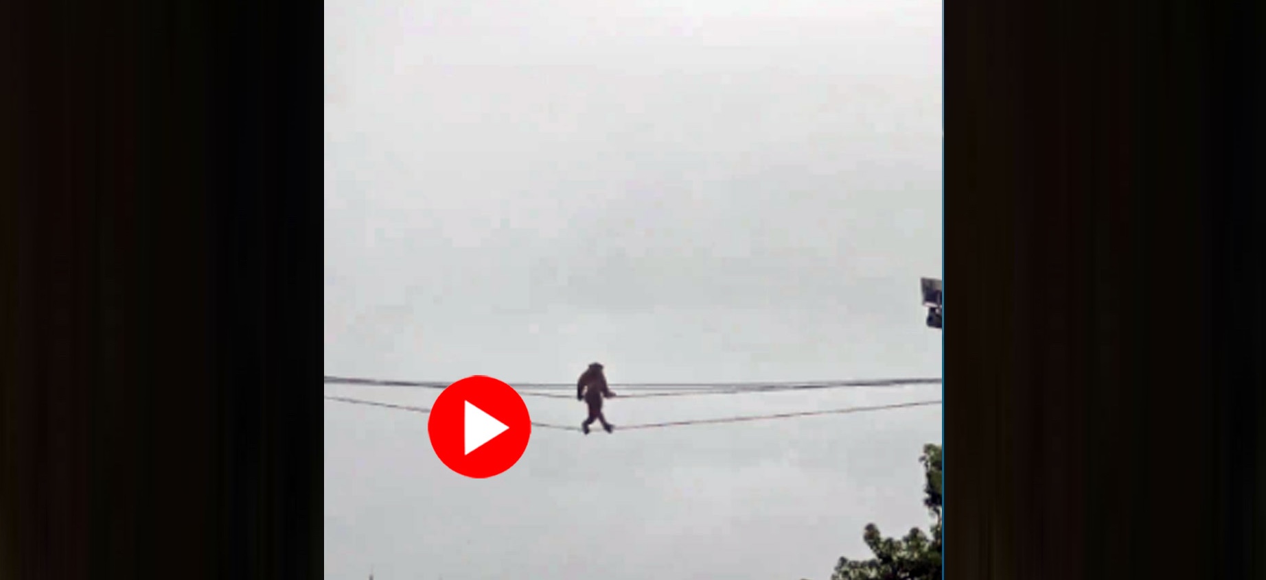 মানুষের মতো দু’পায়ে দাঁড়িয়ে বিদ্যুতের তার ধরে হেঁটে যাচ্ছে বাঁদর! 1