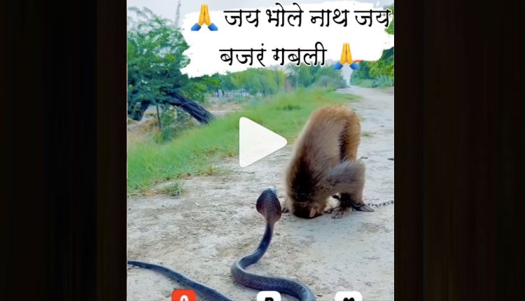 বিশাল গোখরোকে ভয় না পেয়ে কুর্ণিশ করলো বাঁদর! 1 বিশাল গোখরোকে ভয় না পেয়ে কুর্ণিশ করলো বাঁদর! 1