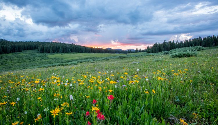 এক নৈসর্গিক ফুলোবন 1 এক নৈসর্গিক ফুলোবন 1