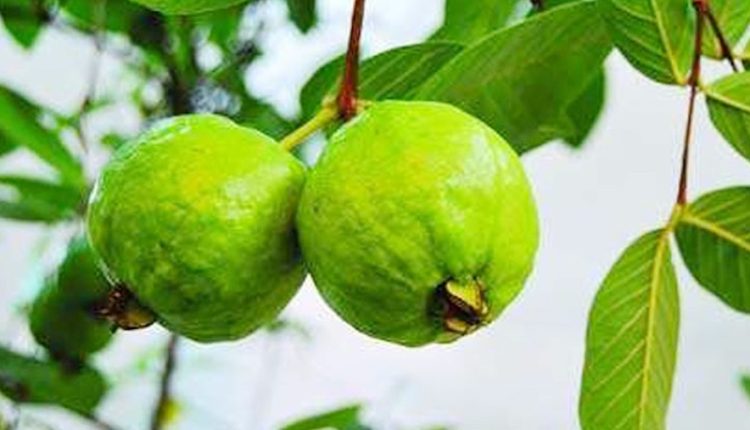 পেয়ারার পুষ্টিগুণ ও স্বাস্থ্য উপকারিতা জানলে আপনিও বিম্মিত হবেন 1 পেয়ারার পুষ্টিগুণ ও স্বাস্থ্য উপকারিতা জানলে আপনিও বিম্মিত হবেন 1