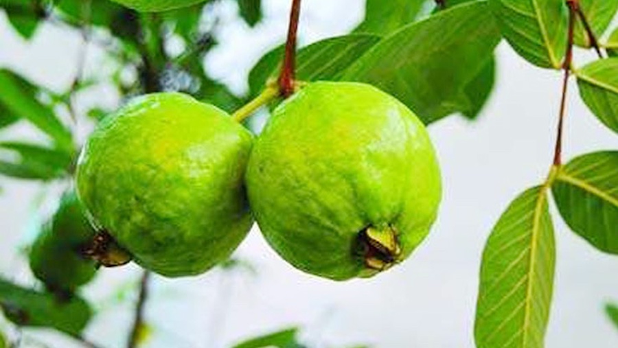 পেয়ারার পুষ্টিগুণ ও স্বাস্থ্য উপকারিতা জানলে আপনিও বিম্মিত হবেন 10