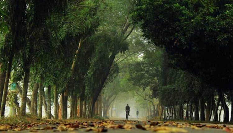 রাস্তার দুধারে সবুজ গাছ-গাছালী 1