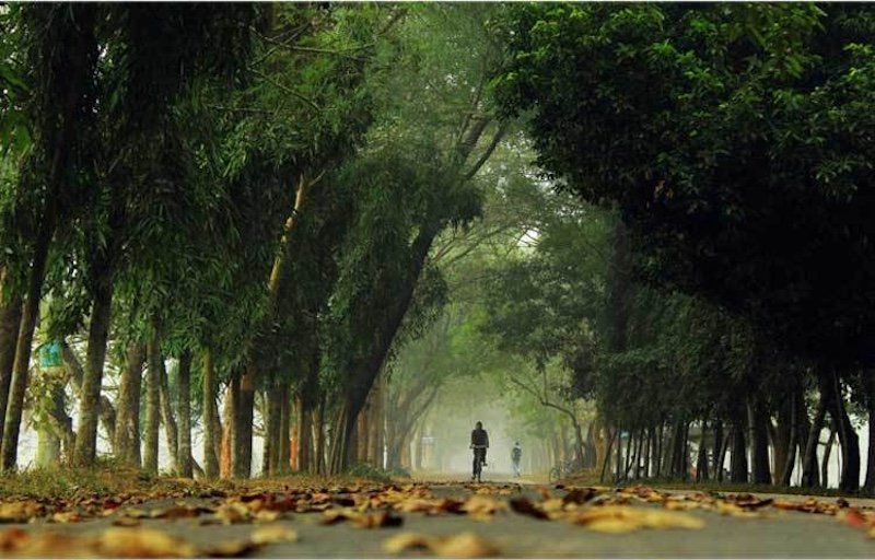 রাস্তার দুধারে সবুজ গাছ-গাছালী 10