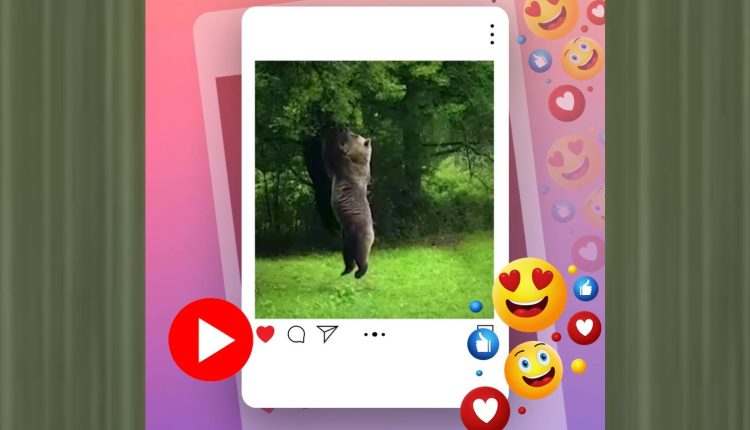 আপেল খাওয়ার লোভ: লাফ দিয়ে গাছের নাগাল না পেয়ে হতাশ ভালুক! 1