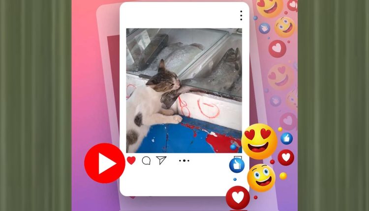 বিশাল মাছ চুরি! ধরা পড়তেই ‘চুরির জিনিস’ ছেড়ে লেজ গুটিয়ে পালালো বিড়াল! [ভিডিও] 1