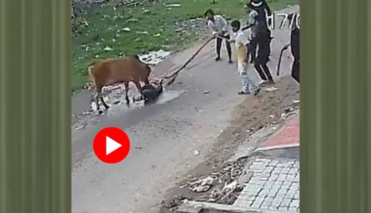 পথচারীকে গুঁতিয়ে রাস্তায় আছড়ে ফেললো গরু: মারতে থাকলো লাথিও! [ভিডিও] 1