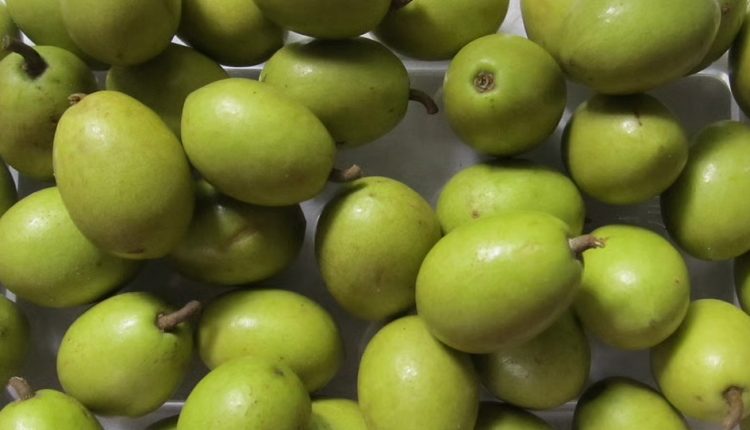 হৃদরোগ প্রতিরোধে জলপাইয়ের ভূমিকা অগ্রগণ্য 1 হৃদরোগ প্রতিরোধে জলপাইয়ের ভূমিকা অগ্রগণ্য 1