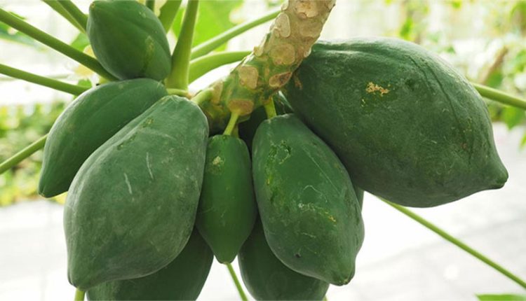 কাঁচা পেপের উপকারীতা জেনে নিন 1 কাঁচা পেপের উপকারীতা জেনে নিন 1