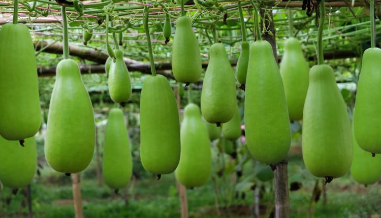 স্বাস্থ্যকর সবজি লাউয়ের পুষ্টিগুণ 1 স্বাস্থ্যকর সবজি লাউয়ের পুষ্টিগুণ 1