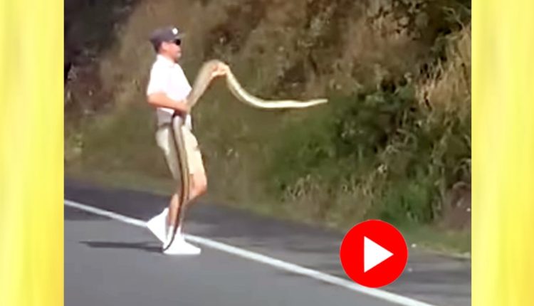 বিশাল অজগর পাঁজাকোলা করে দৌড় দিলো এক তরুণ! অদ্ভুত কাণ্ডে আটকে গেলো ট্রাফিক 1