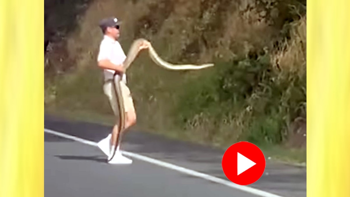 বিশাল অজগর পাঁজাকোলা করে দৌড় দিলো এক তরুণ! অদ্ভুত কাণ্ডে আটকে গেলো ট্রাফিক 1