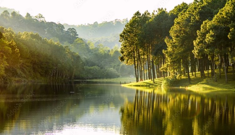 বনের মধ্যে লেক 1