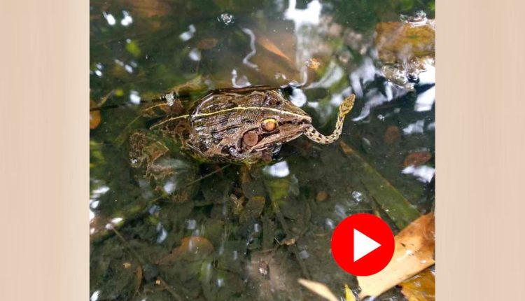 সাপ ব্যাঙ খাই নাকি ব্যাঙই সাপ খাই? এবার আস্ত সাপকে গিলে খেলো সোনা ব্যাঙ! 1 সাপ ব্যাঙ খাই নাকি ব্যাঙই সাপ খাই? এবার আস্ত সাপকে গিলে খেলো সোনা ব্যাঙ! 1