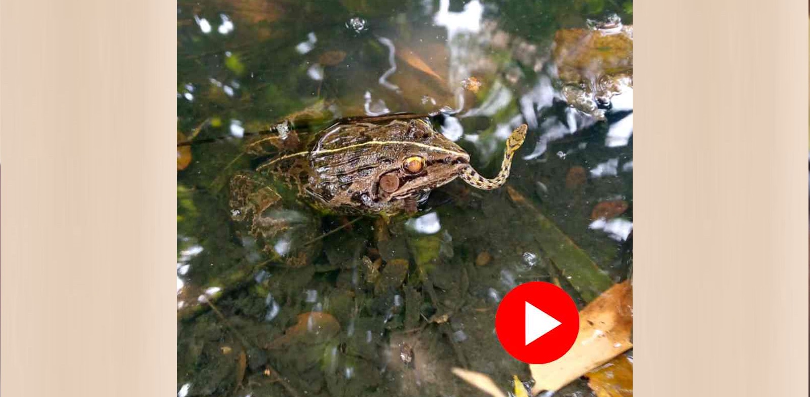 সাপ ব্যাঙ খাই নাকি ব্যাঙই সাপ খাই? এবার আস্ত সাপকে গিলে খেলো সোনা ব্যাঙ! 4