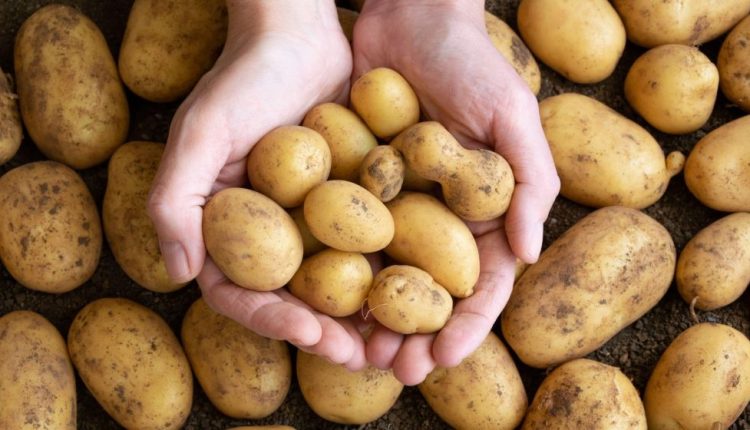 আলু আমাদের কী কী উপকার করে? 1 আলু আমাদের কী কী উপকার করে? 1