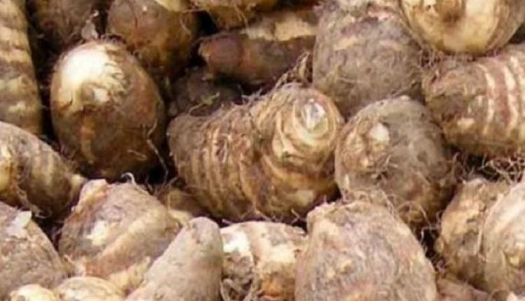 কচুর পুষ্টিগুণের কথা জানলে আপনিও বিস্মিত হবেন 1 কচুর পুষ্টিগুণের কথা জানলে আপনিও বিস্মিত হবেন 1