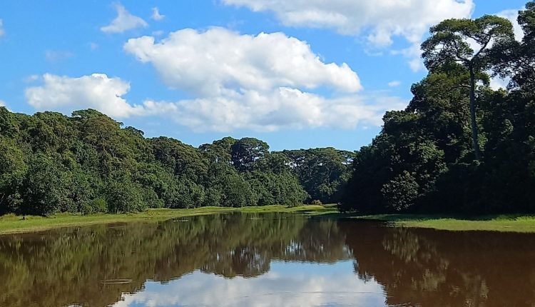 লেকের পানি সবুজ গাছ-গাছালি: এক প্রাকৃতিক সৌন্দর্য 1 লেকের পানি সবুজ গাছ-গাছালি: এক প্রাকৃতিক সৌন্দর্য 1