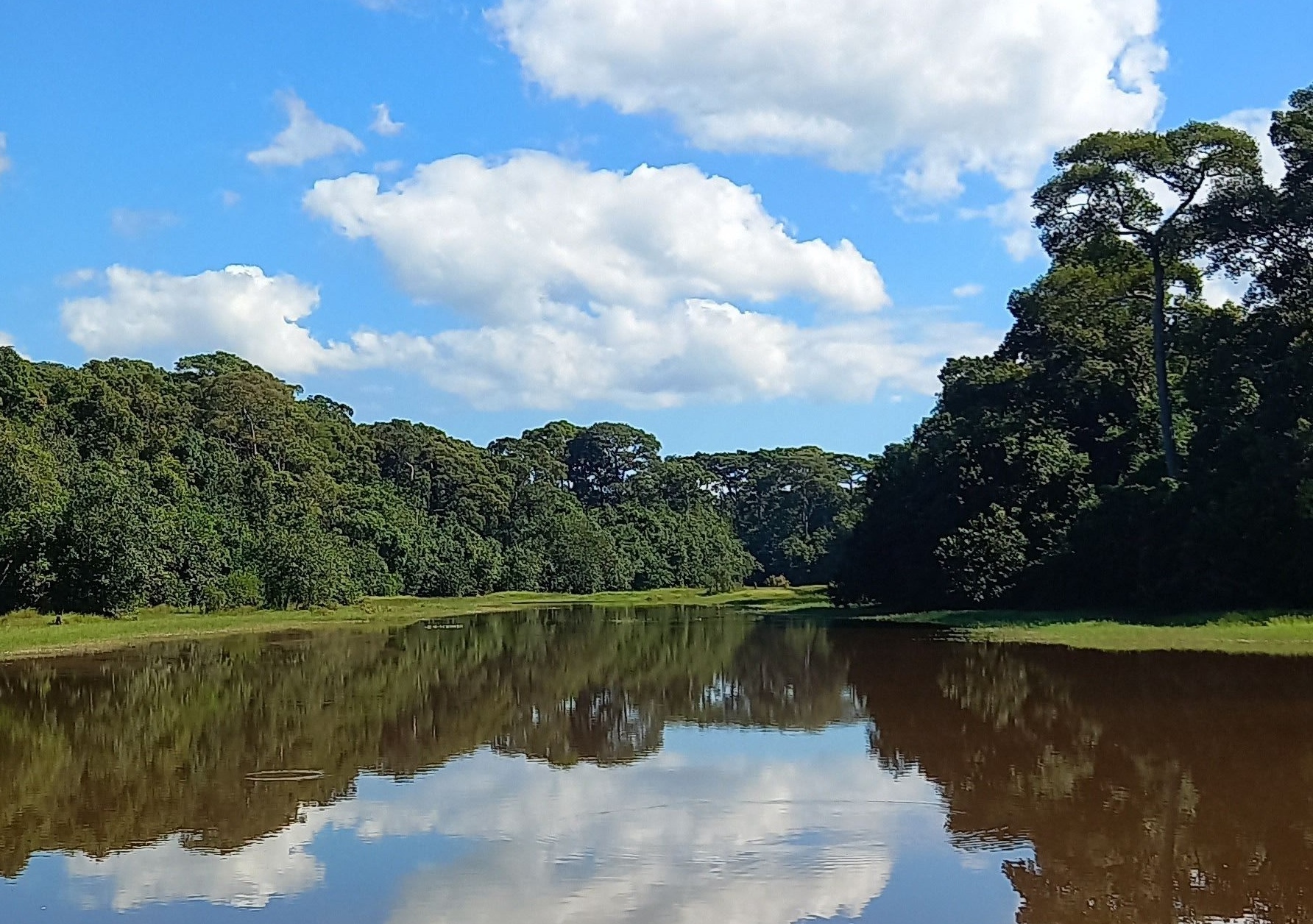লেকের পানি সবুজ গাছ-গাছালি: এক প্রাকৃতিক সৌন্দর্য 1
