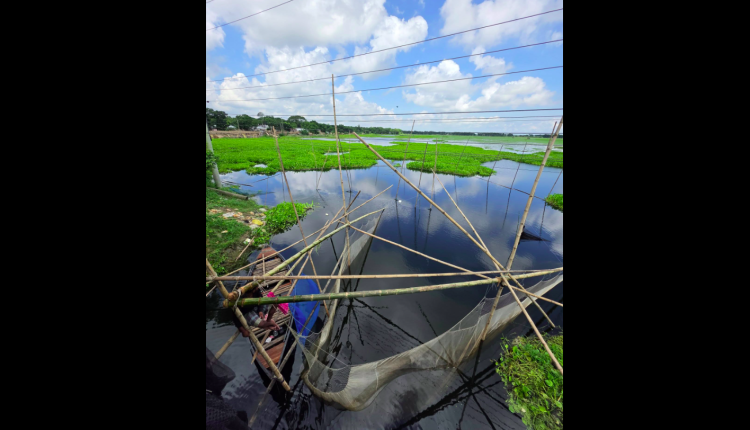 গ্রামের মানুষরা এভাবেই জাল পেতে মাছ ধরেন 1 গ্রামের মানুষরা এভাবেই জাল পেতে মাছ ধরেন 1
