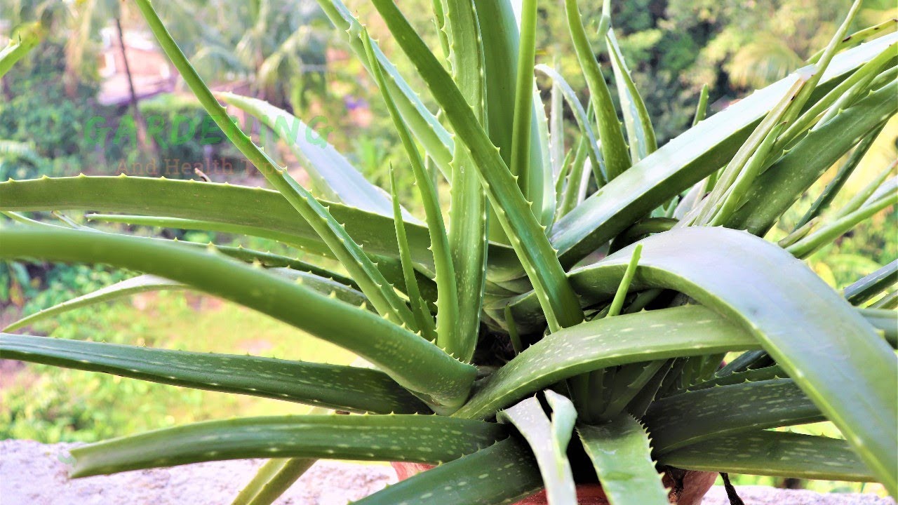 বারান্দায় রাখা এলোভেরার গাছের যত্ন নিতে করণীয় কী? 1