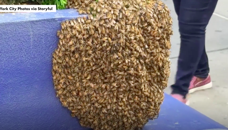 নিউ ইয়র্কে মৌচাকী ‘বাজ’: মাঝ শহরে মৌচাকের ঝড়! 2