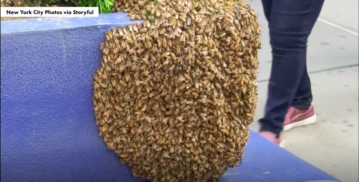 নিউ ইয়র্কে মৌচাকী ‘বাজ’: মাঝ শহরে মৌচাকের ঝড়! 1