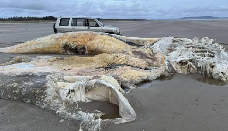 আজব প্রাণীর উত্থান: সমুদ্র সৈকতে অচেনা বিশাল বাস্তবতা! 1